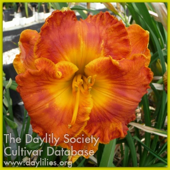 Daylily Change Your Name